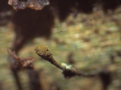 Chaenotheca gracillima