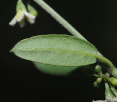 Metastelma schlechtendalii
