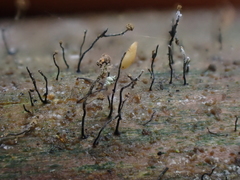 Chaenotheca gracillima