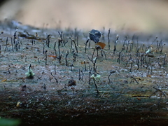 Chaenotheca gracillima