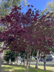 Lagerstroemia floribunda