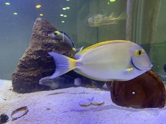 Acanthurus dussumieri
