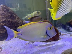 Acanthurus dussumieri