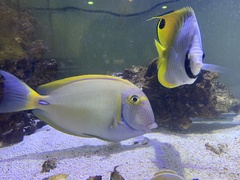 Acanthurus dussumieri