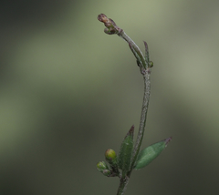 Metastelma schlechtendalii