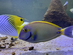 Acanthurus dussumieri