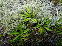 Plantago unibracteata