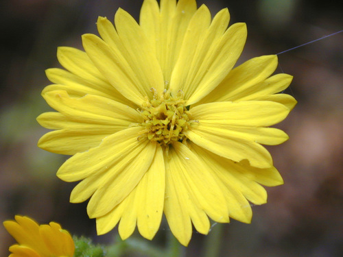 Madia elegans