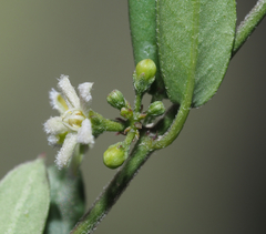 Metastelma schlechtendalii