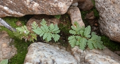 Myriopteris wrightii