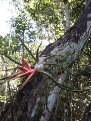 Tillandsia bulbosa