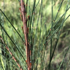 Allocasuarina gymnanthera
