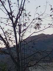 Pyrocephalus rubinus