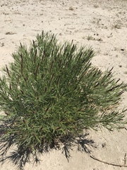 Stillingia paucidentata