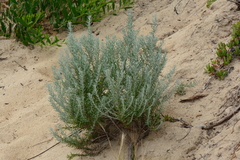 Olearia axillaris