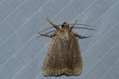 Amphipyra glabella