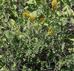 Metastelma schlechtendalii