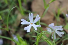 Phlox bifida