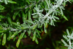Olearia axillaris