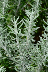 Olearia axillaris