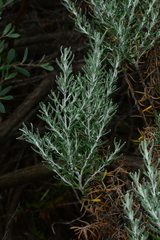 Olearia axillaris