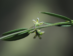 Metastelma schlechtendalii
