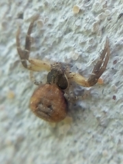 Misumenoides athleticus