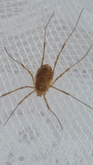 Phalangiinae