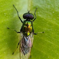 Prosopochrysa vitripennis