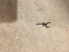 Centruroides margaritatus