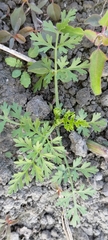 Cnidium monnieri formosanum