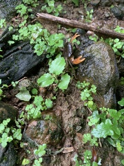 Geothelphusa eucrinodonta