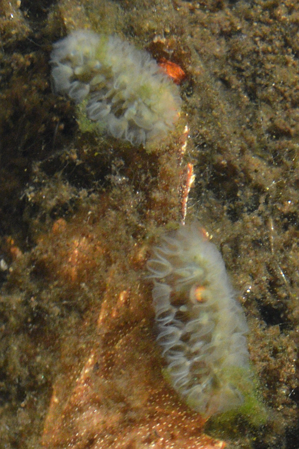 Cristatella mucedo Cuvier, 1798