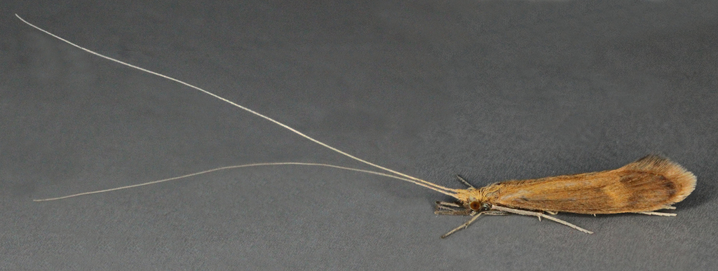 Adicella reducta