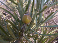 Asphondylia atriplicis