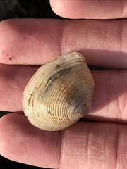 Cumingia californica