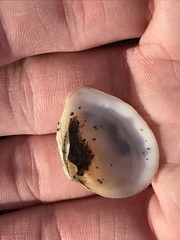 Cumingia californica