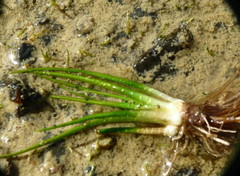 Isoetes alpina