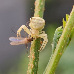 Thomisus spectabilis