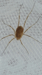 Phalangiinae