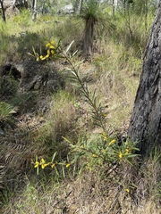 Acacia whitei