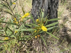 Acacia whitei