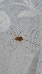 Phalangiinae
