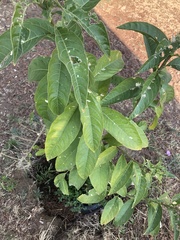 Cestrum glanduliferum