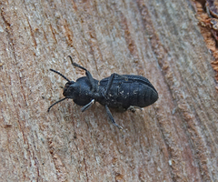 Nyctoporis carinata
