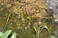 Carex distachya