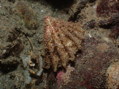 Puncturella cucullata