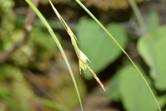 Carex distachya