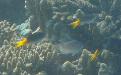 Neopomacentrus azysron