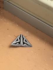 Dichromodes personalis